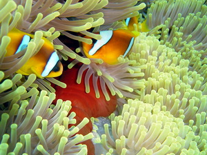 ausflug hamata aegypten hamata schnorcheln ausflug marsa alam